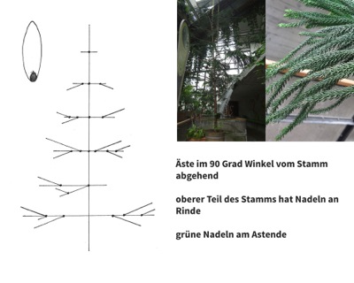 Pflanzenschema mit Fotos und Beschreibung