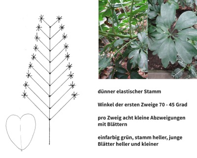 Pflanzenschema mit Fotos und Beschreibung